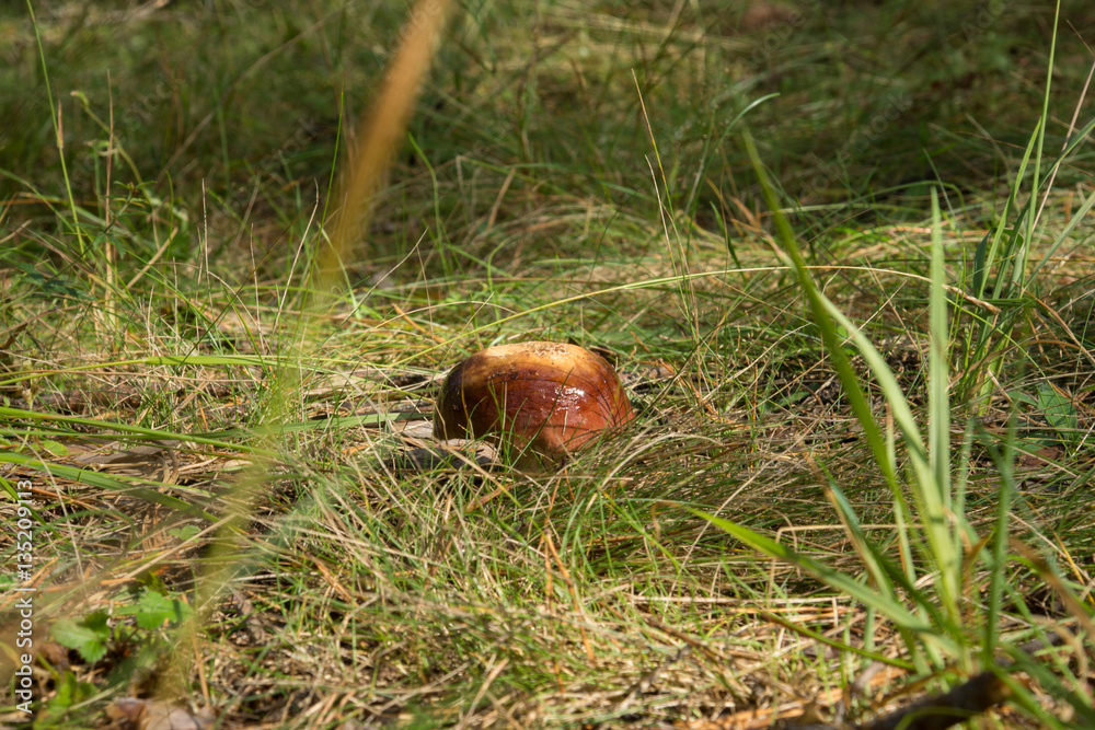 birch boletus mushroom birch boletus mushroom