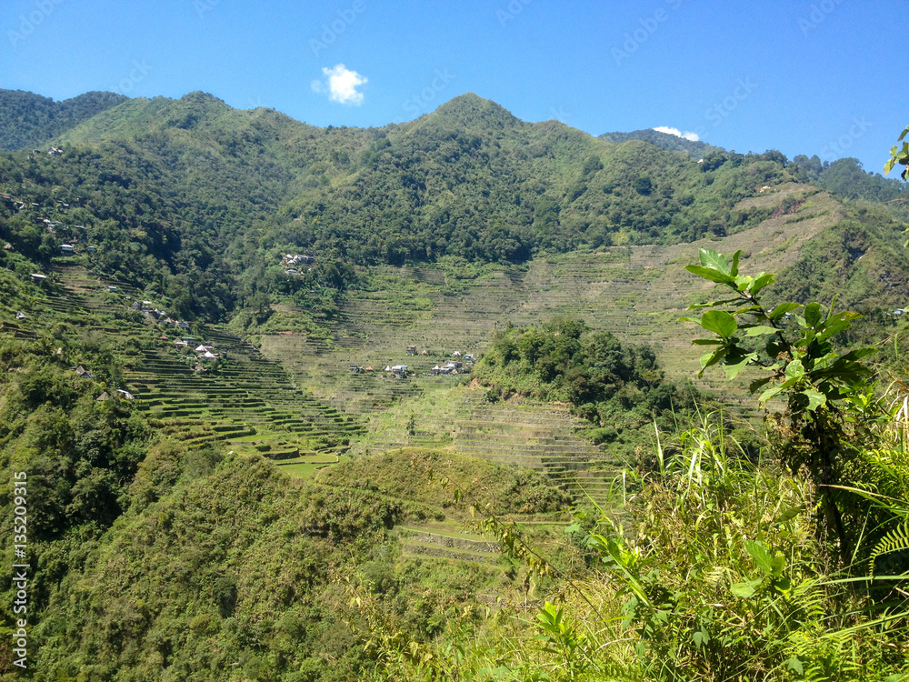 Obraz premium Rice Terrrace