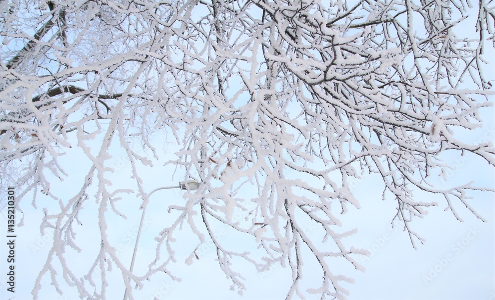 Obraz premium Winter background. Tree Branches Winter. 