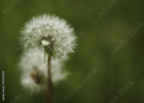 Dandelion in Grassy Field