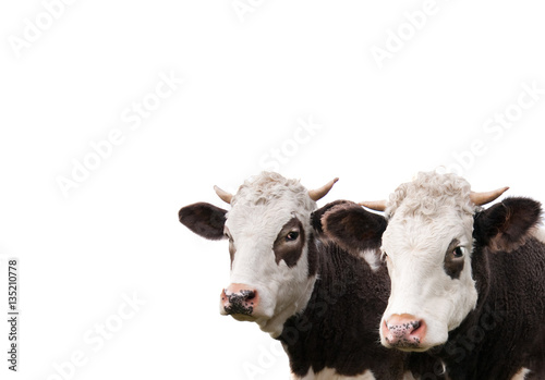 Photo Cows, isolated