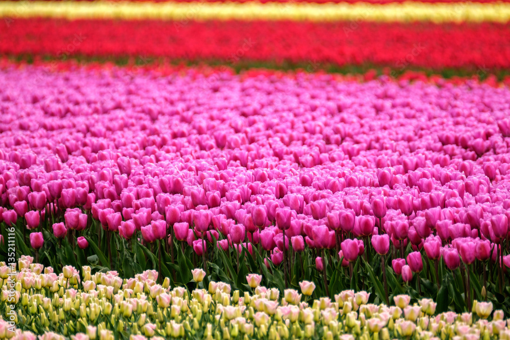 Dutch bulb field