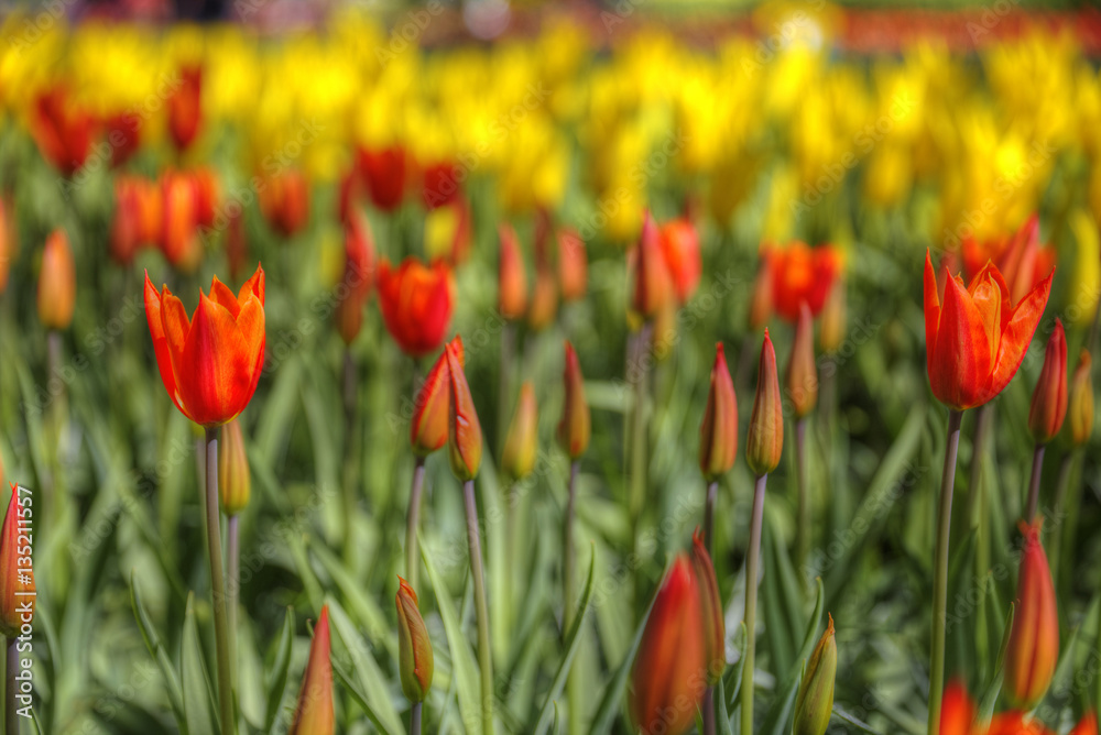 yellow-red field of tulips