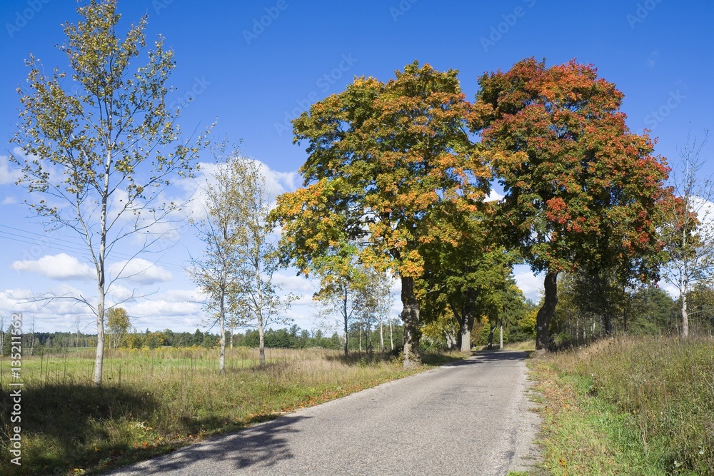 Empty countryside road with maple trees in autumn colors on a wayside, Mazury, Poland Empty countryside road with maple trees in autumn colors on a wayside, Mazury, Poland