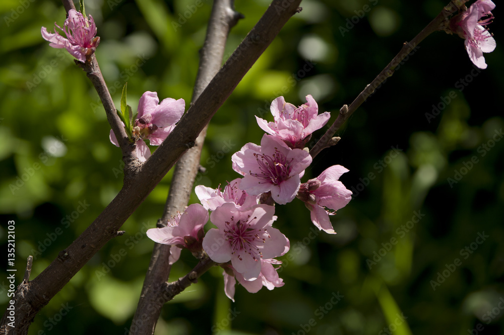 Obraz premium Fiori di pesco