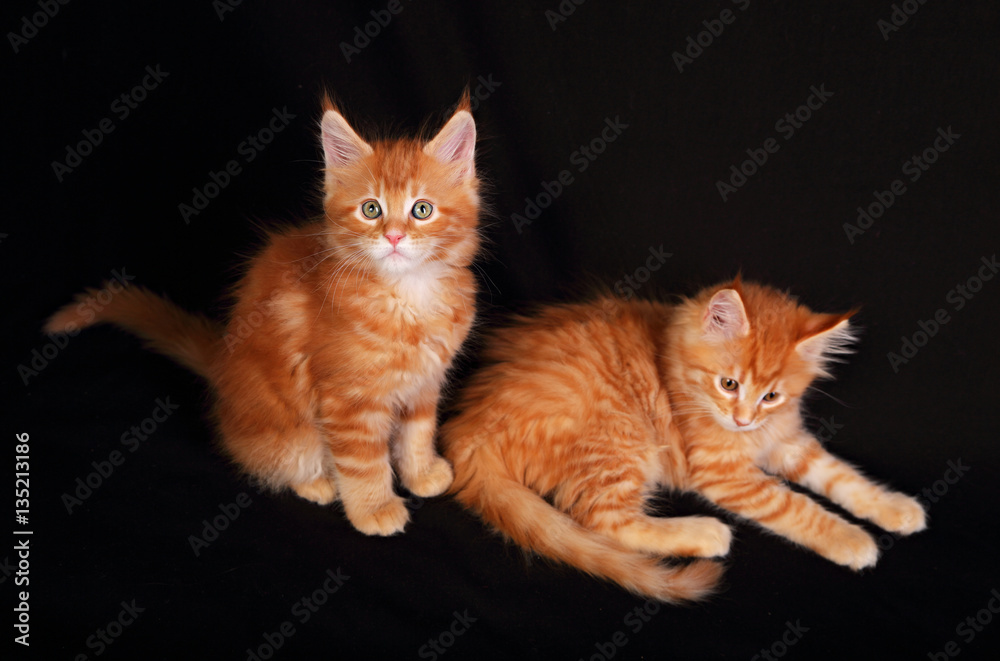 Obraz premium Two cute adorable red solid maine coon kitten lying with beautif