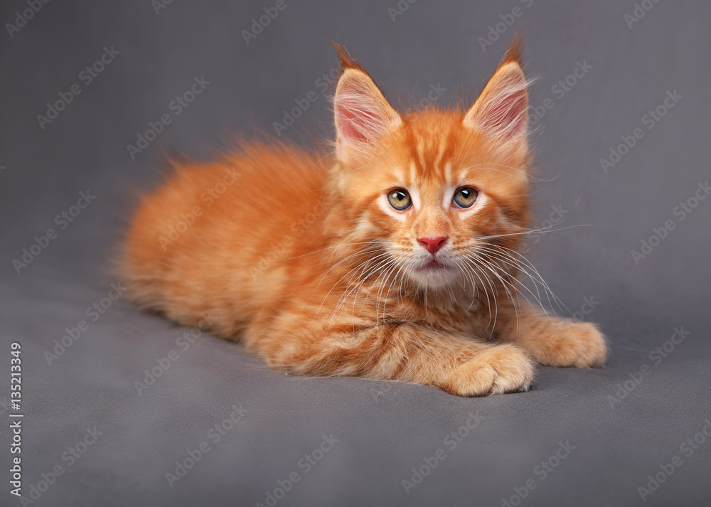 Adorable red solid maine coon kitten lying with relaxing look wi