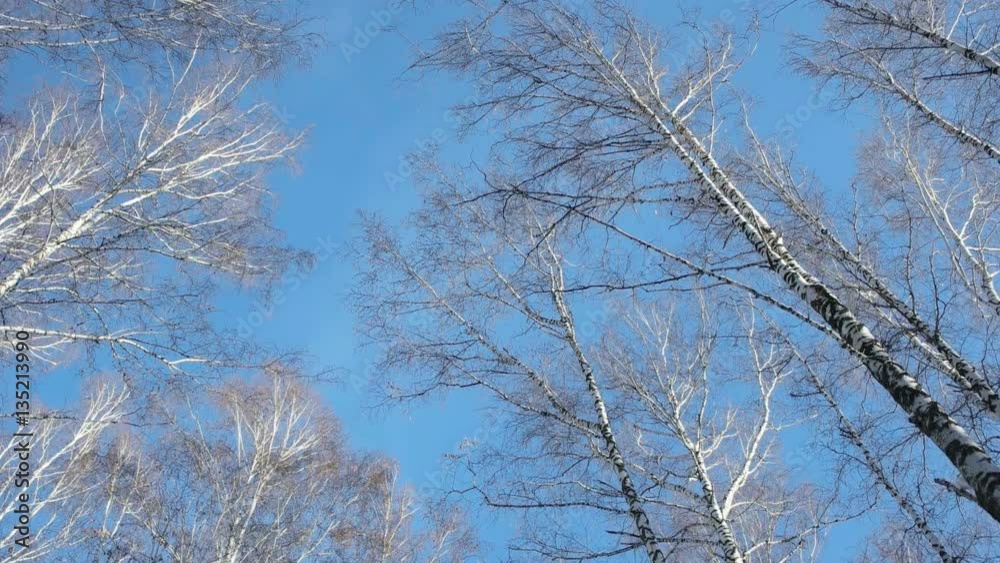 Walking under pine and birch trees in winter forest. Siberia. Walking under pine and birch trees in winter forest. Siberia.