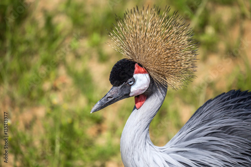 Crowned Crane or Balearica pavonina