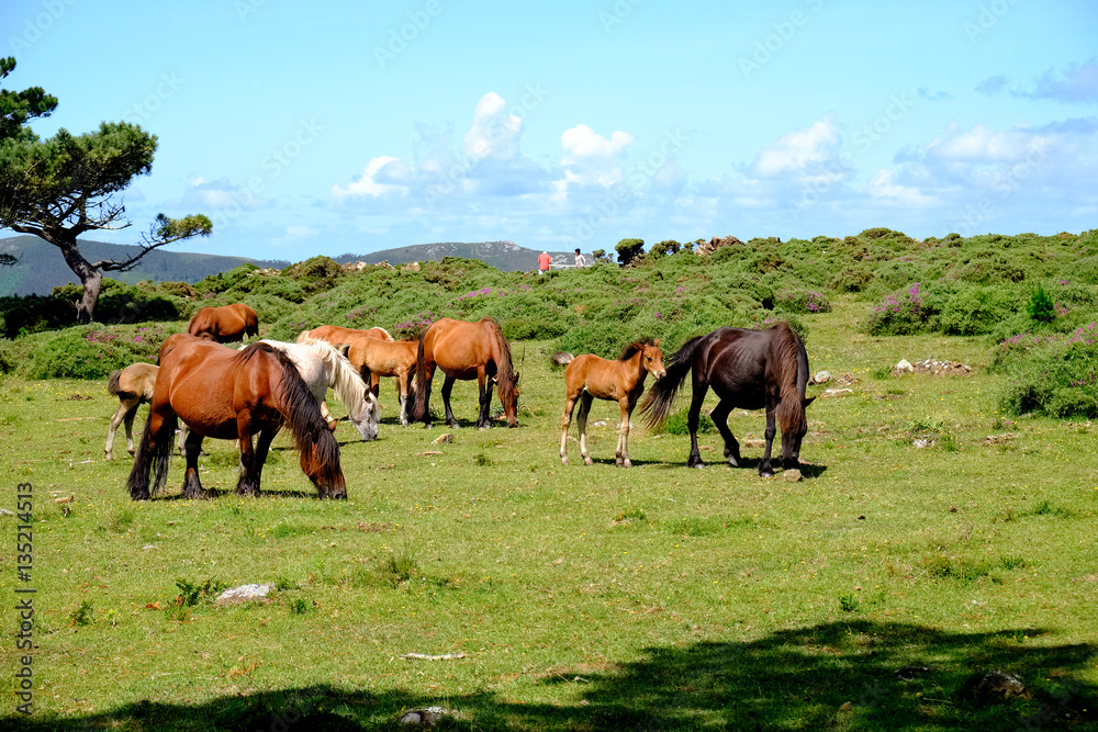 Horses in freedom