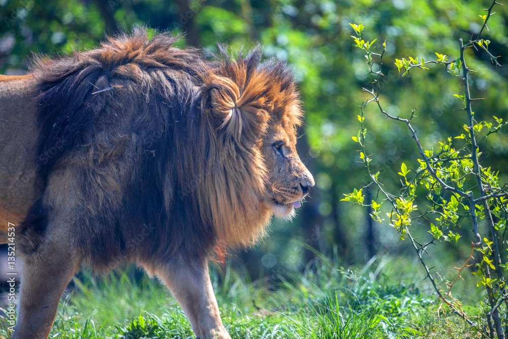 Fototapeta premium Close-up of lion or Panthera leo