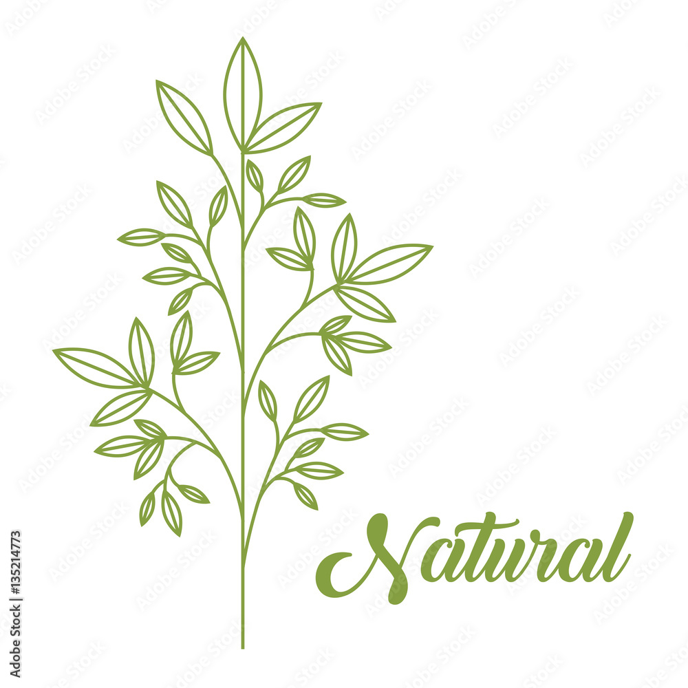 plant with leaves over white background. natural products concept. colorful design. vector illustration