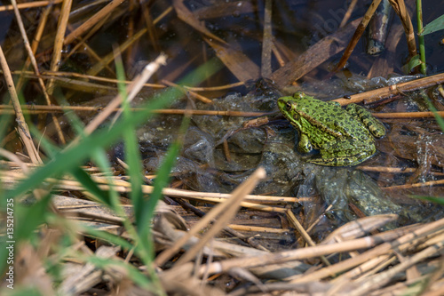 Frog sitting on polyethylene