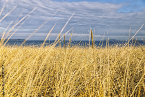 yellow grass on the seaside. high withered grass on the field under cloudy sky on the seashore
