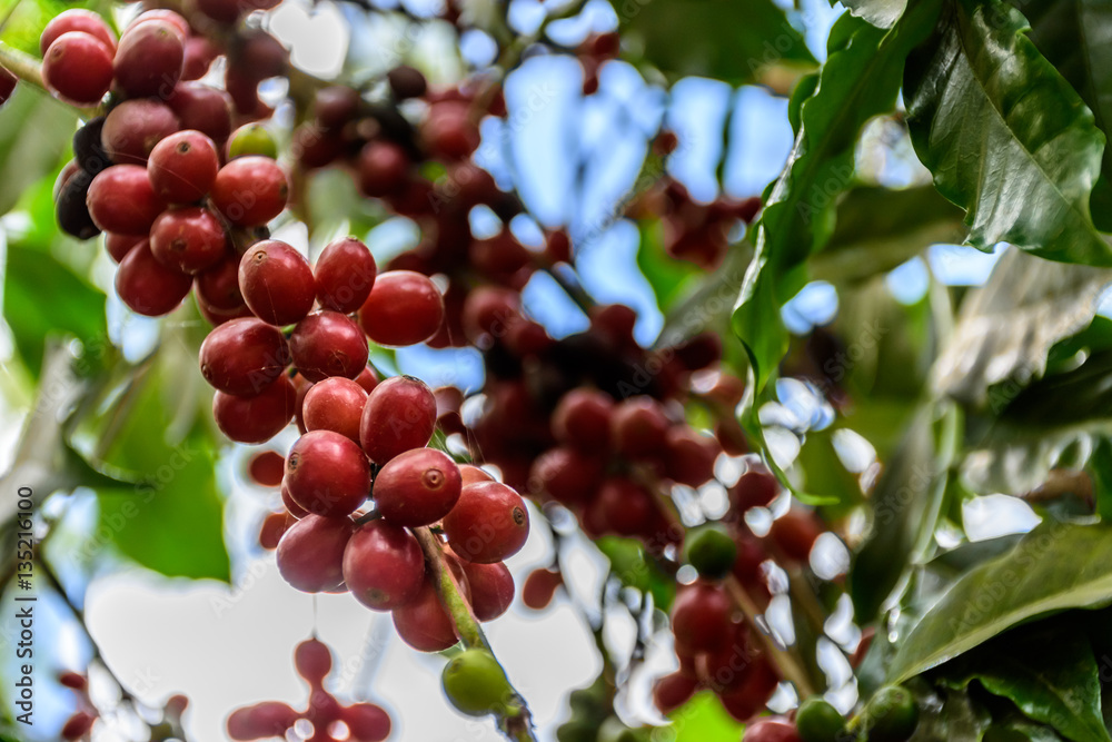 Ripening coffee beans on bush