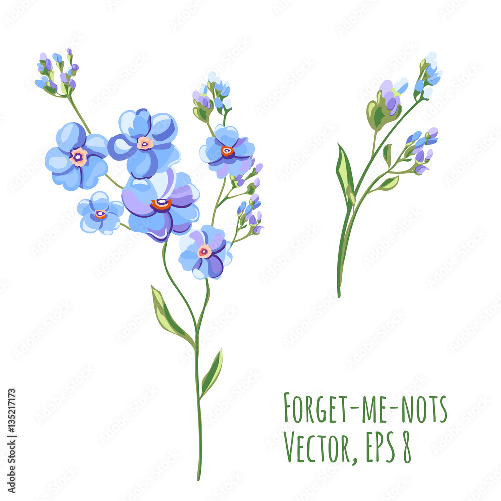 Set of blue flowers and buds, forget-me-not, stem and leaves on white