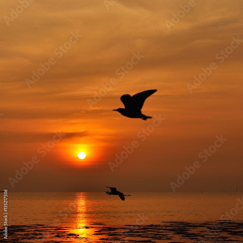 Sunset twilight silhouette flying bird