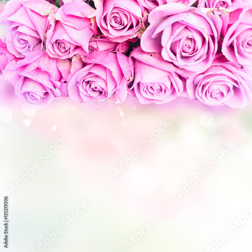 Violet blooming fresh roses border with copy space on bokeh background