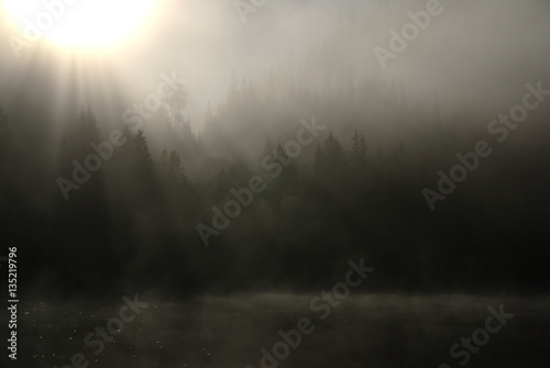 mystischer Nadelwald in dichtem Nebel
