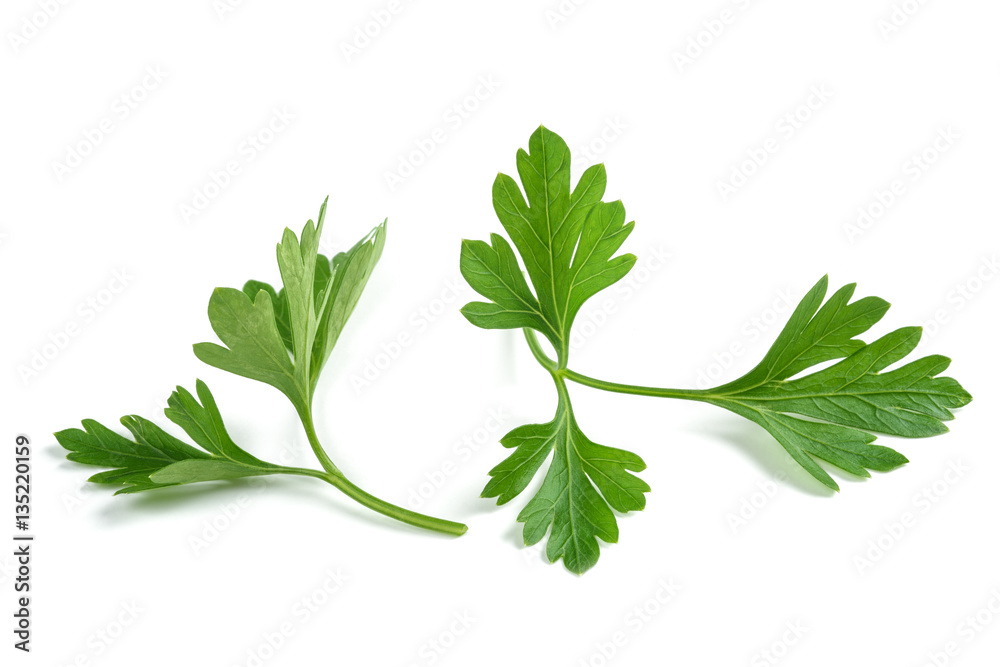 Fresh parsley sprigs Fresh parsley sprigs