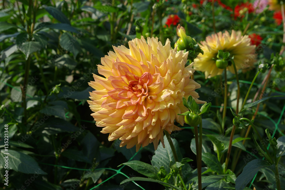 Dahlia jaune et rose au jardin en été Dahlia jaune et rose au jardin en été