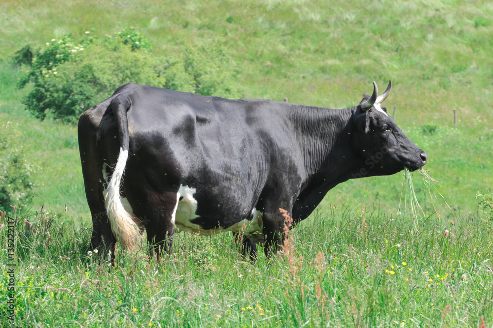 Grossa mucca nera in un campo Grossa mucca nera in un campo