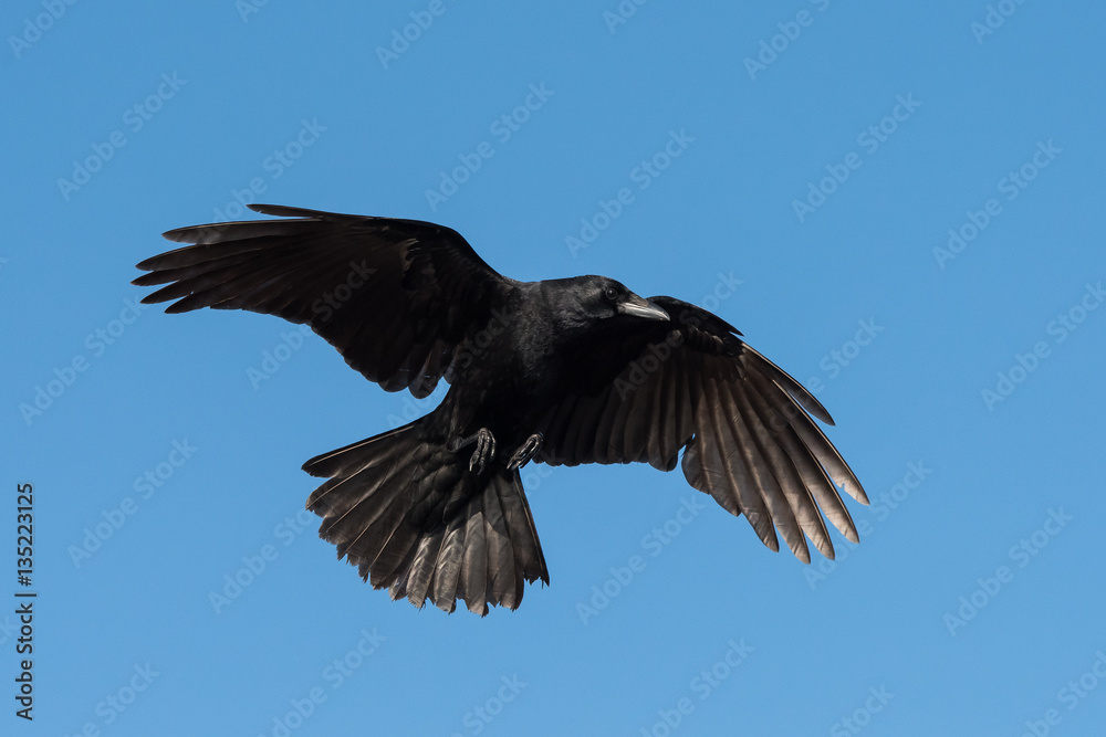 Obraz premium Carrion Crow, Crow, Corvus Corone