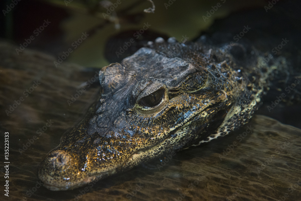close up on alligator in the water close up on alligator in the water