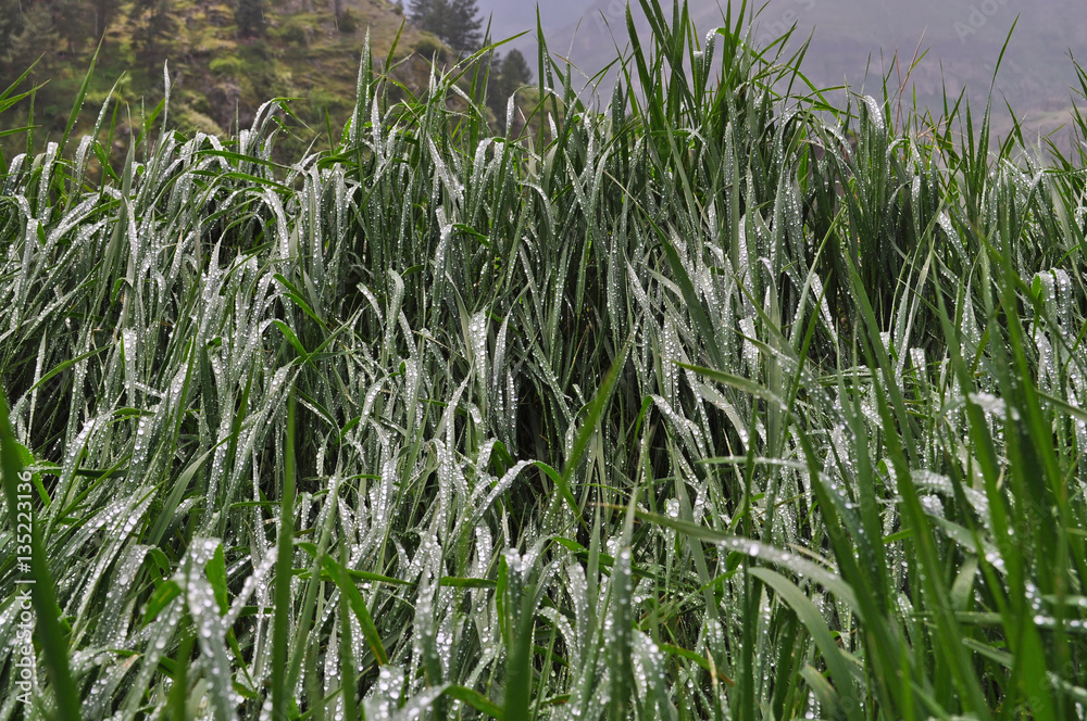 Obraz premium Wet grass in the mountains