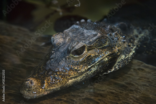 close up on alligator in the water