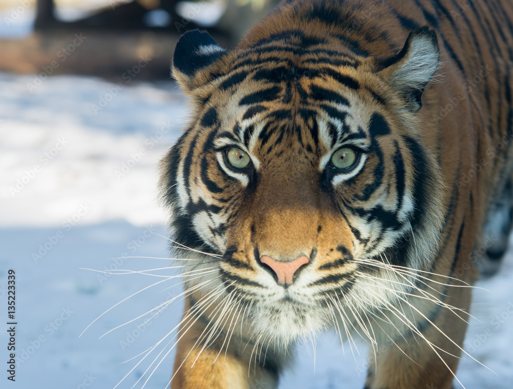 Obraz premium close up on tiger in the winter