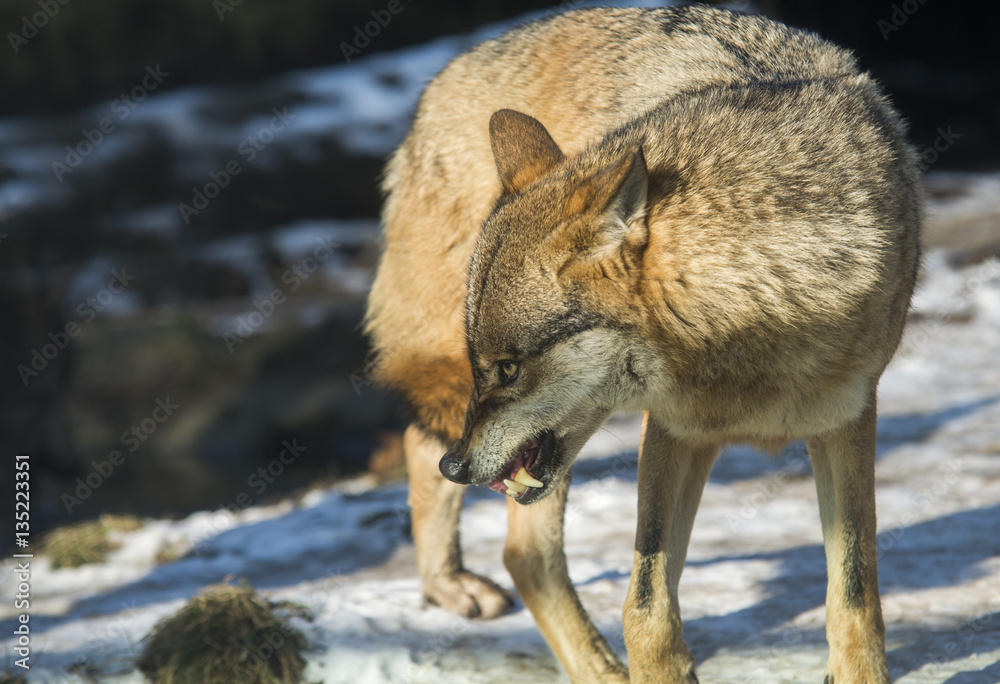 Fototapeta premium close up on Aggressive wolf stuffed, winter