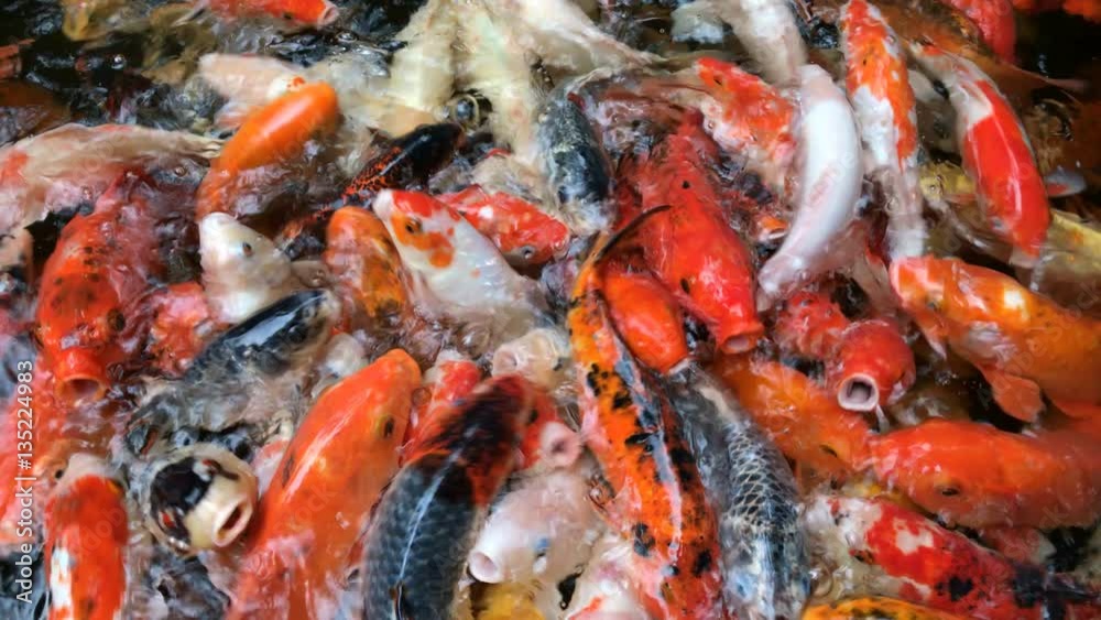 Koi, Fancy Carp fish are swimming and waiting to be fed Koi, Fancy Carp fish are swimming and waiting to be fed