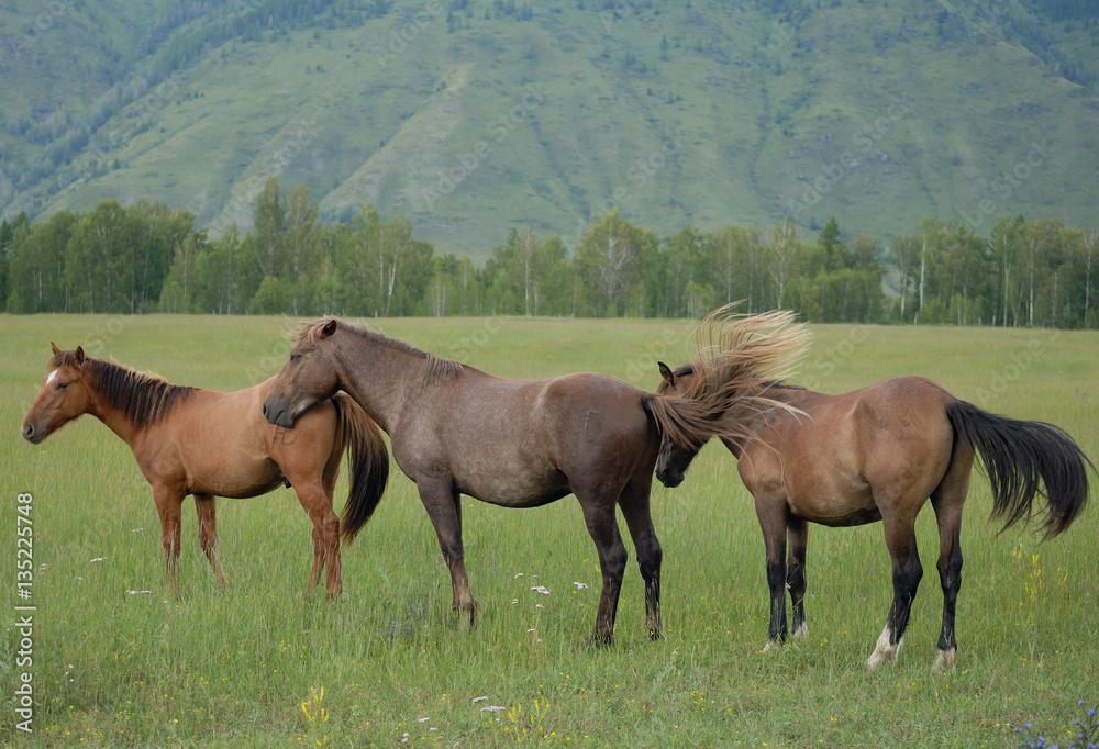 Obraz premium family horses