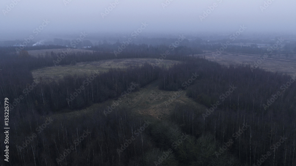 Fog over forest