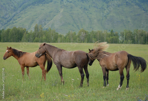 family horses