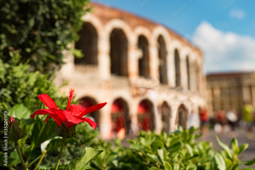 Obraz premium Flower in front of Colosseum