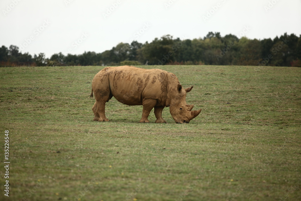 Fototapeta premium Rhinoceros 4