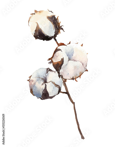Watercolor Cotton Plant, isolated on white background.