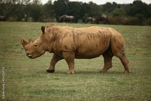 Rhinoceros 2