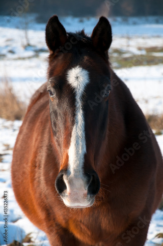 Beautiful brown horse portrait in winter