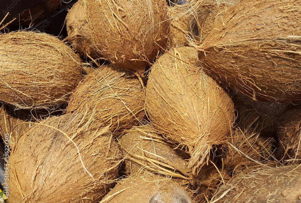 coconut exotic fruit details coconut exotic fruit details