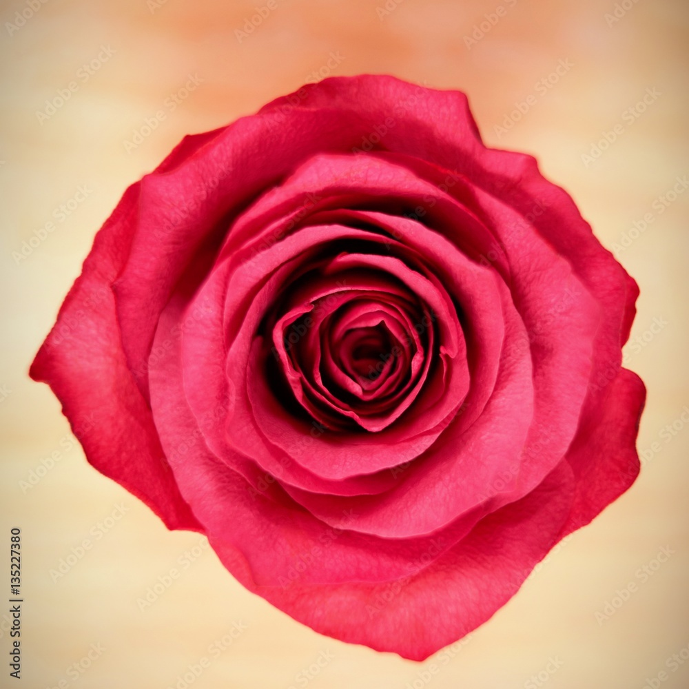 Fototapeta premium Rose