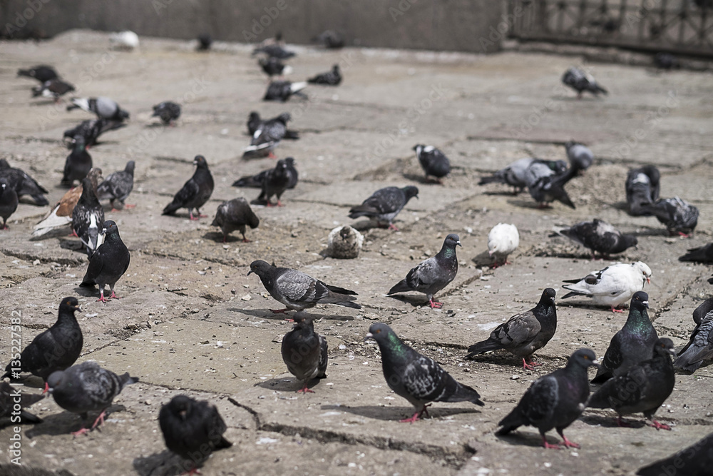 Fototapeta premium Pigeons from St.Petersburg 