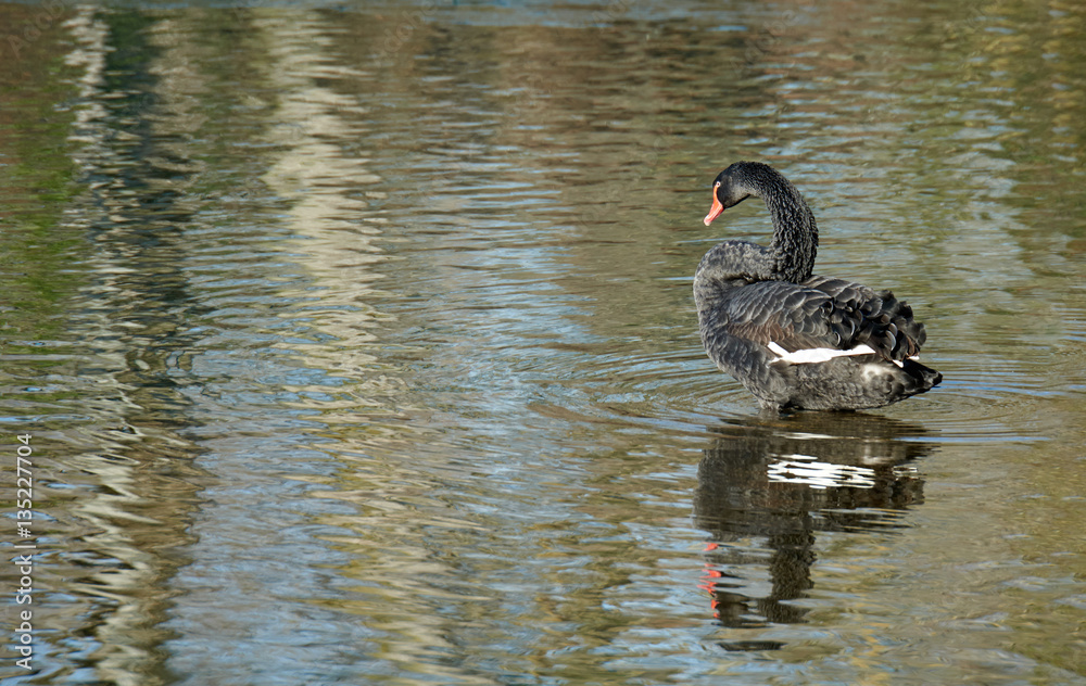 Fototapeta premium Trauerschwan