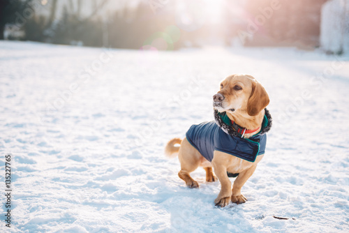 Fototapeta Naklejka Na Ścianę i Meble -  Dog in snow