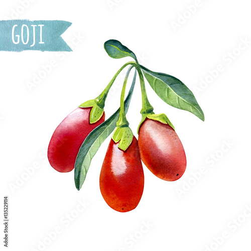 Watercolor illustration of goji berries isolated on white background with clipping path included