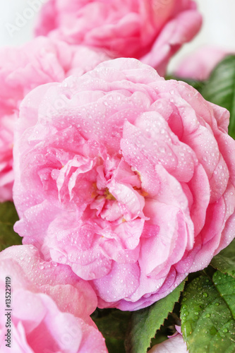 Fototapeta Naklejka Na Ścianę i Meble -  Delicate pink roses. DogRose Pink Rosa Canina Flowers.Valentine