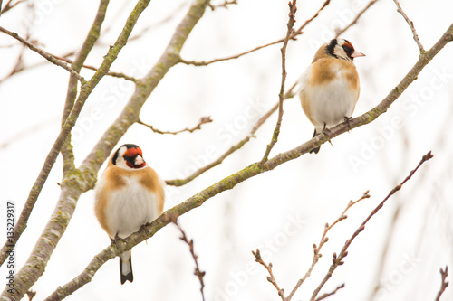 Couple of European goldfinch birds sitting on a tree