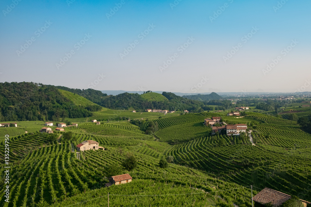 Prosecco vinyards near Valdobbiadene